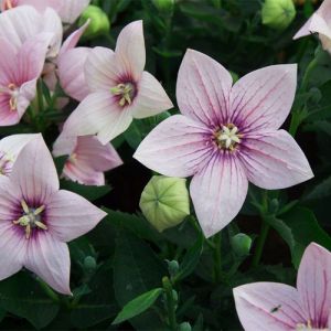 Семена Платикодон Звезда розовая F1, крупноцветковый 5шт.