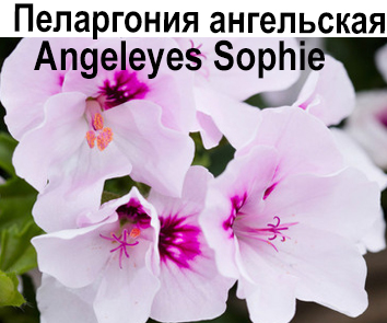 Пеларгония ангельская Angel Sophie