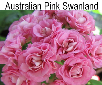 Пеларгония розебудная Australien Swanland Pink