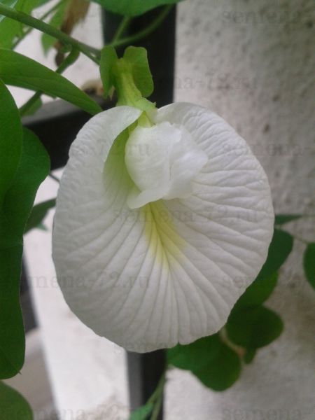 Clitoria ternatea - Клитория тройчатая, Синий чай - купить семена на Tropics Seeds.