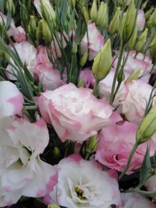 Семена Эустома махровая Рози Бело-розовая