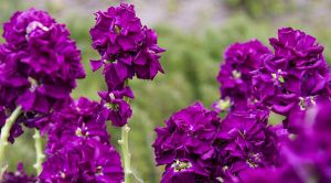 Семена Маттиола Аромагия Фиолетовая