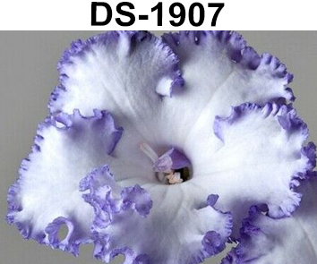 DS-1907 (Диметрис)