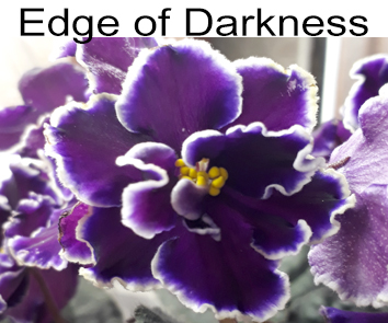 Edge of Darkness (P.Sorano/LLG)