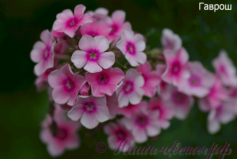 Флокс 'Гаврош' / Phlox 'Gavrosh'