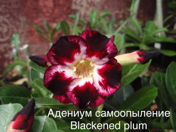 Адениум самоопыление Blackened plum