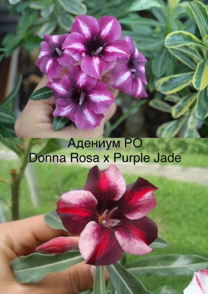 Адениум PO Donna Rosa x Purple Jade