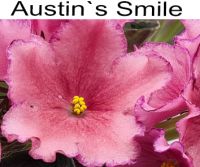 Austin s Smile (Lyndon Lyon Greenhouses/P. Sorano)