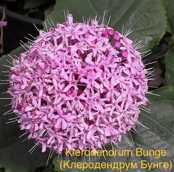 Klerodendrum Bunge (Клеродендрум Бунге)