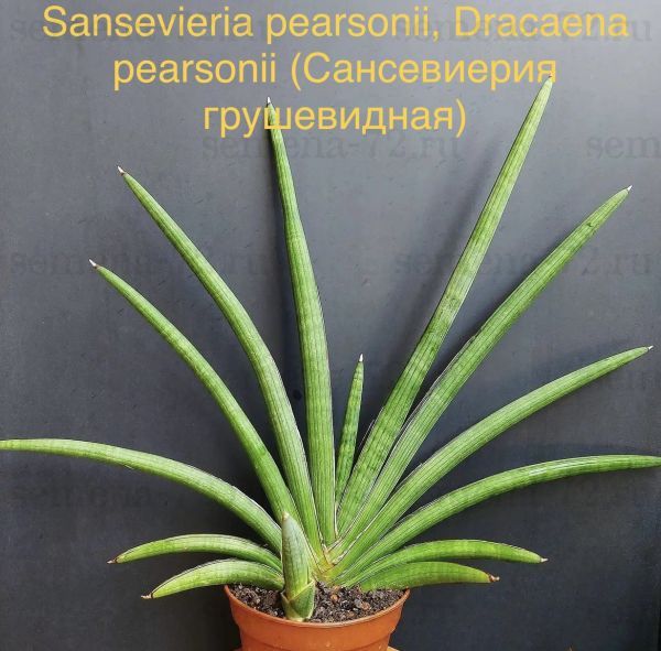 Sansevieria pearsonii, Dracaena pearsonii (Сансевиерия грушевидная)