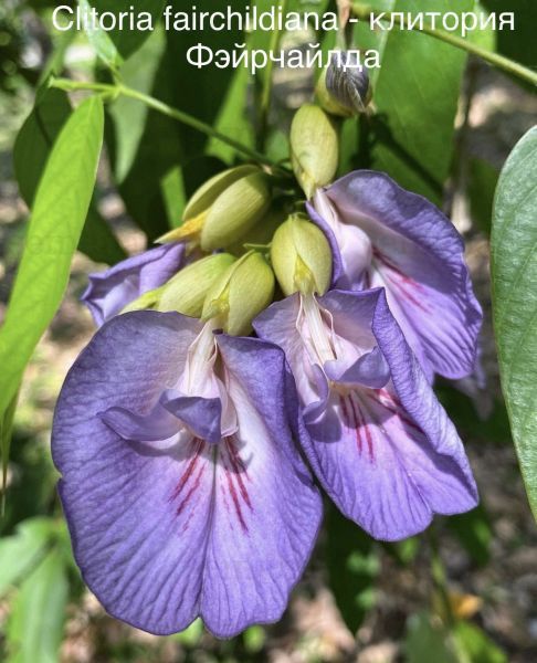 Клитория — красивоцветущее и очень целебное растение