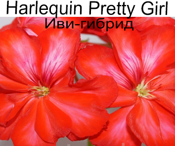 Пеларгония иви-гибрид Harlequin Pretty Girl