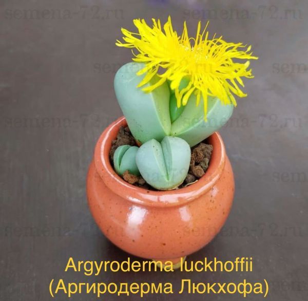 Argyroderma luckhoffii (Аргиродерма Люкхофа)