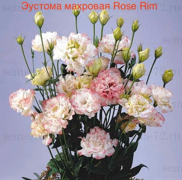 Эустома махровая Rose Rim