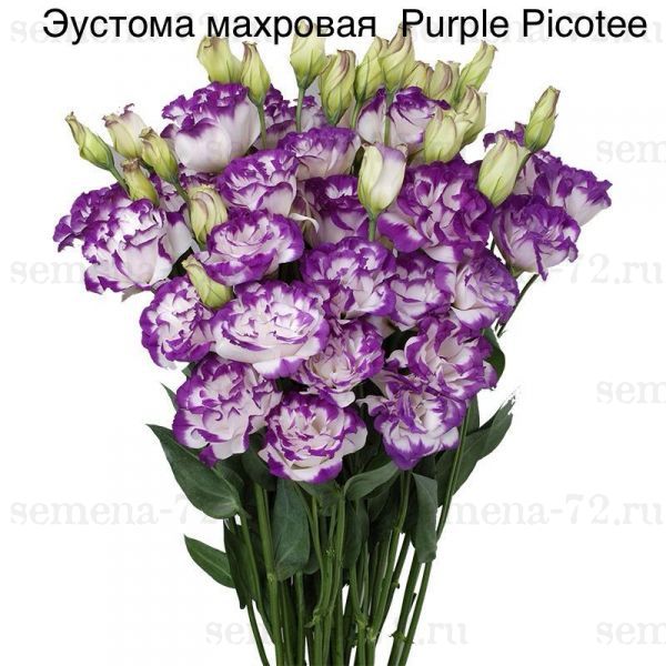 Эустома махровая Purple Picotee