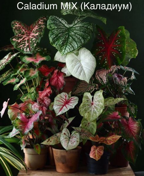 Caladium MIX (Каладиум)