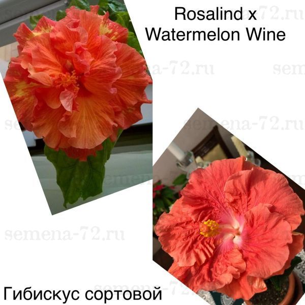 Гибискус сортовой Rosalind × Watermelon Wine