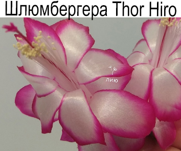 Шлюмбергера Thor Hiro