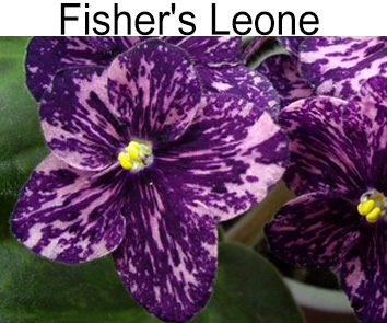 Fisher s Leone  (Fisher)