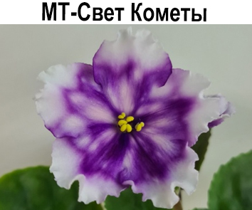 МТ-Свет Кометы ( Тлтиева)  НОВИНКА