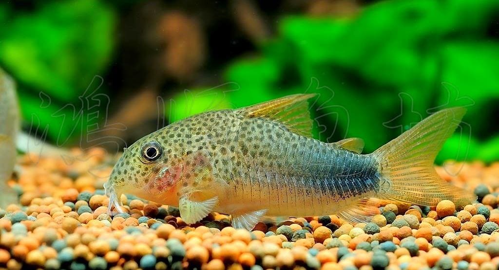 Коридорас симилис (Corydoras similis)