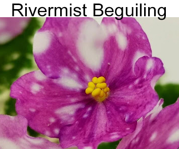 Rivermist Beguiling  (J. Baker)