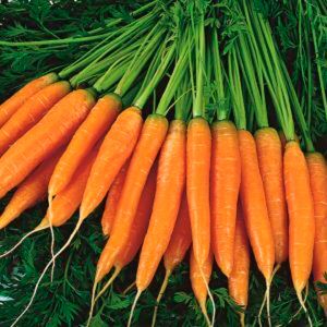 Семена Морковь Бейби F1 (А) 2 гр