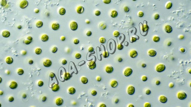 Наннохлоропсис (Nannochloropsis) - стартовая культура