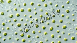 Наннохлоропсис (Nannochloropsis) - стартовая культура