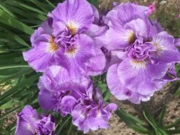 Ирис сибирский Pink Parfait (Iris sibirica Pink Parfait)