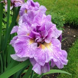Ирис сибирский Pink Parfait (Iris sibirica Pink Parfait)