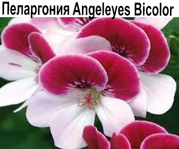 Пеларгония ангельская Angeleyes Bicolor