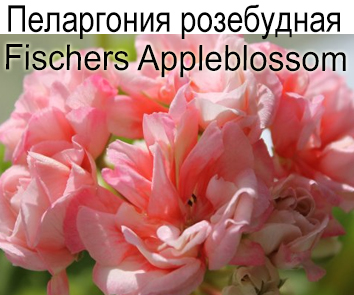 Пеларгония розебудная Fischers Appleblossom