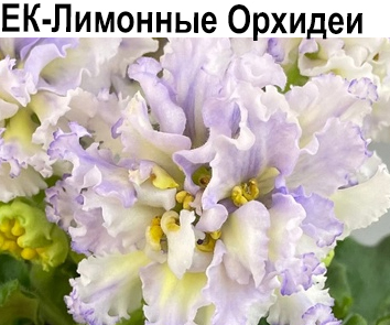 ЕК-Лимонные Орхидеи (Коршунова)  НОВИНКА