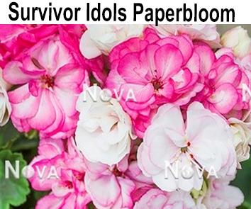 Пеларгония розебудная Survivir Idols Paperbloom