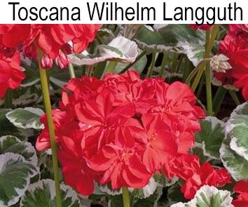Пеларгония пестролистная Toscana Wilhelm Langguth
