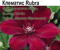 Клематис крупноцветковый Rubra