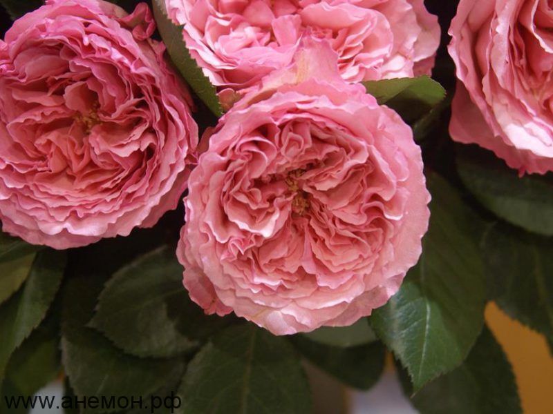 Роза чайно-гибридная "Майра Пинк"