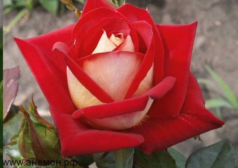 Роза чайно-гибридная "Бриллиант"