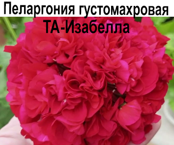 Пеларгония густомахровая ТА-Изабелла (Т. Бокова)