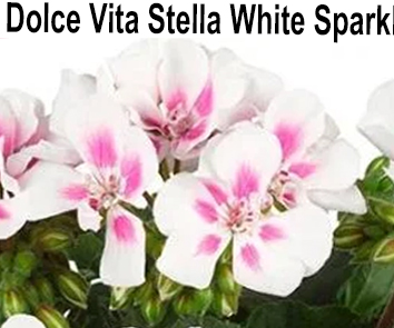 Пеларгония зональная Dolce Vita Stella White Spark