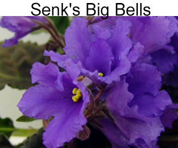 Senk`s  Big Bells (R.Follett/D.Senk)