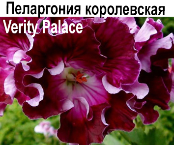 Пеларгония королевская Verity Palace
