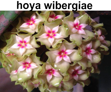 Хойя Wibergiae