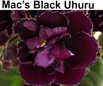 Ma`s Black Uhuru (G. McDonald)