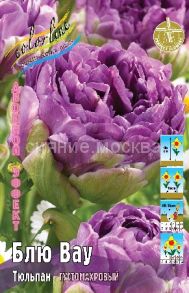 Тюльпан	Блю Вау (Tulipa Blue Wow), ГУСТОМАХРОВЫЙ, 11/12, 1 шт