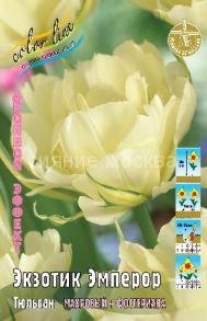 Тюльпан	Экзотик Эмперор (Tulipa Exotic Emperor), МАХРОВЫЙ ФОСТЕРИАНА, 11/12, 1 шт