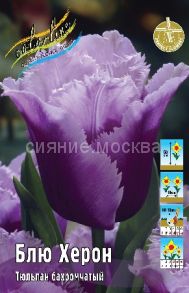 Тюльпан	Блю Херон (Tulipa Blue Heron), БАХРОМЧАТЫЙ, 11/12, 1 шт