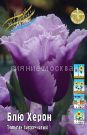 Tyulpan-Blyu-Heron-Tulipa-Blue-Heron-BAHROMChATYJ-11-12-1-sht