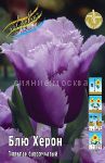 Tyulpan-Blyu-Heron-Tulipa-Blue-Heron-BAHROMChATYJ-11-12-1-sht